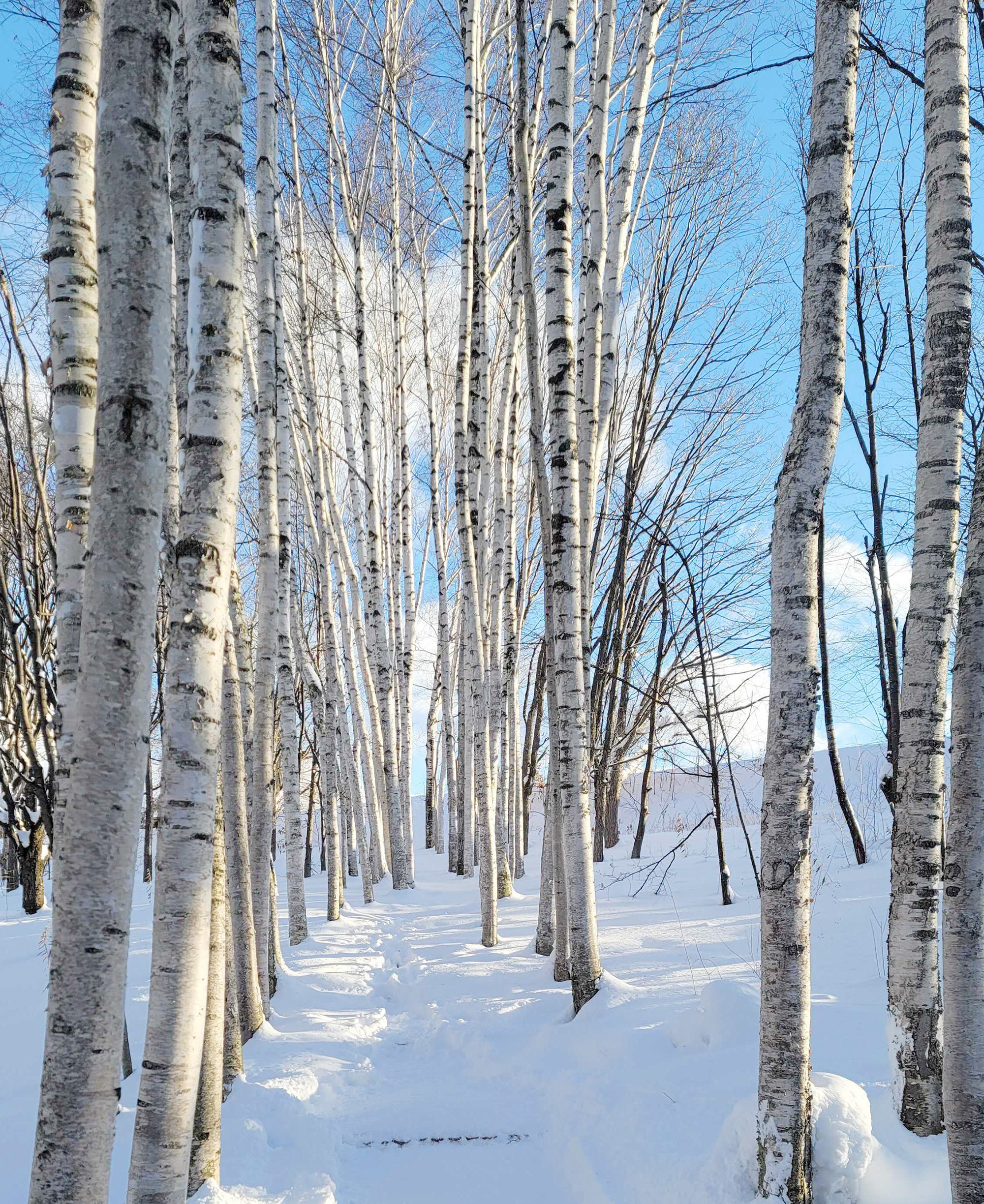 일본 북해도 삿포로 출발 비에이 버스 투어 그리고 무료 사진 촬영