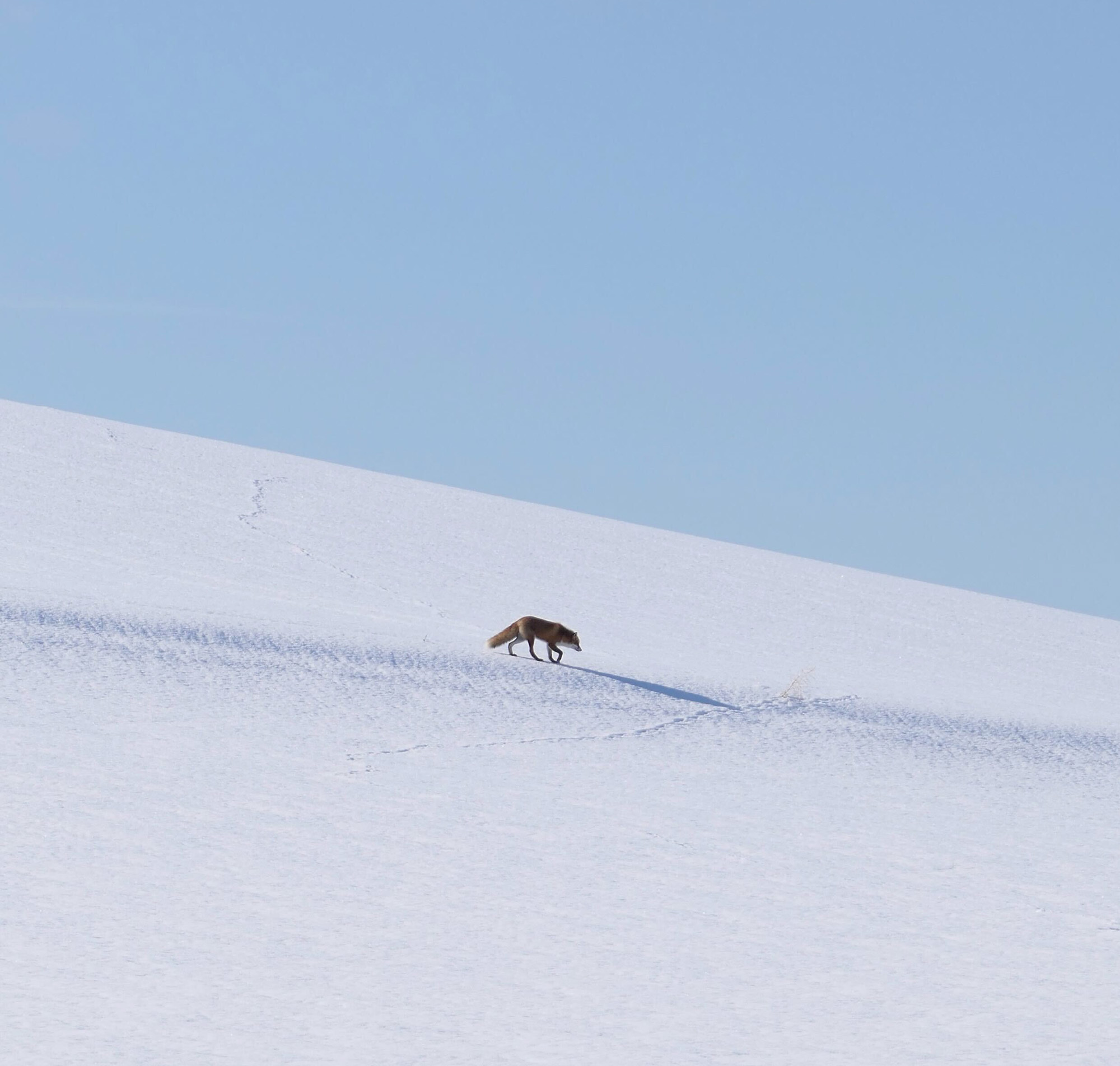 일본 북해도 삿포로 출발 비에이 버스 투어 그리고 무료 사진 촬영