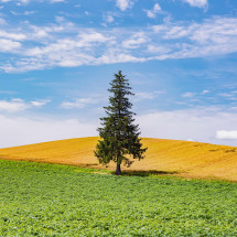 일본 북해도 삿포로 출발 비에이 버스 투어 그리고 무료 사진 촬영
