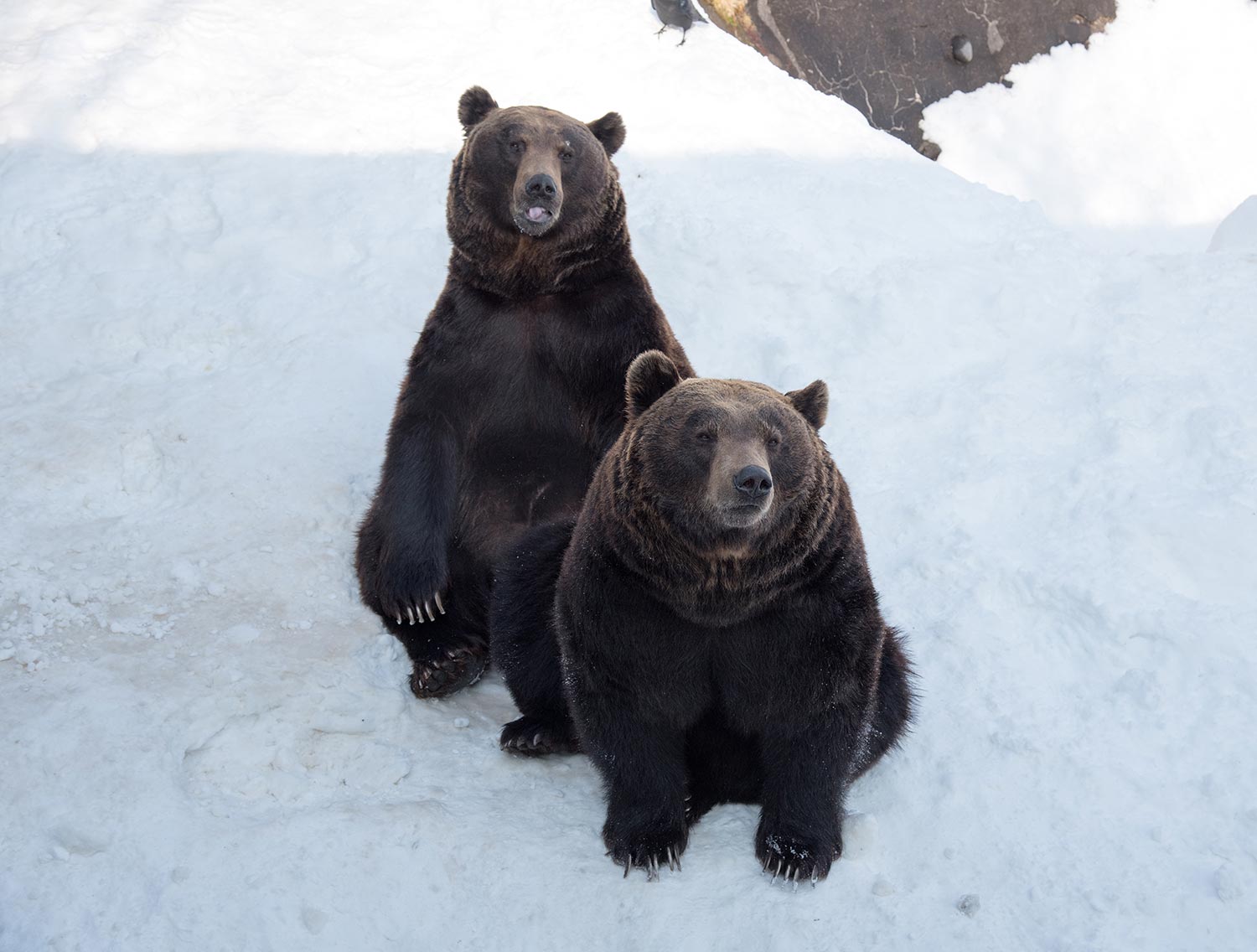 일본 북해도 삿포로 출발 노보리베츠 쇼와 신산, 도야, 니세코 버스 투어 여행