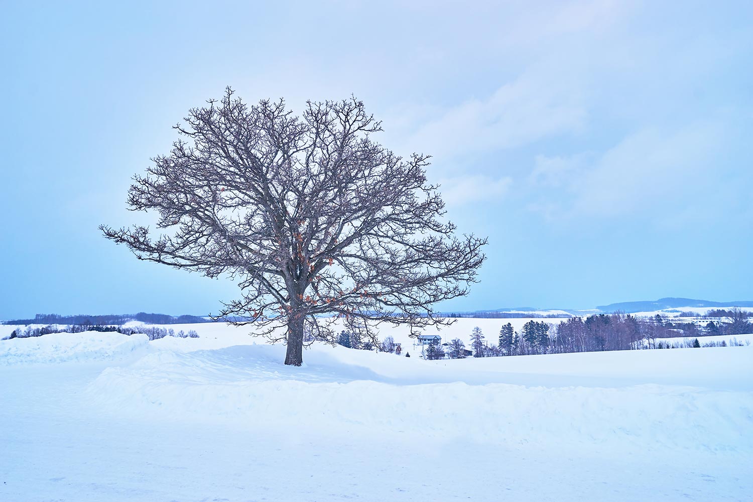 [진에어 탑승객 전용] 일본 북해도 삿포로 출발 비에이 버스 투어 그리고 무료 사진 촬영