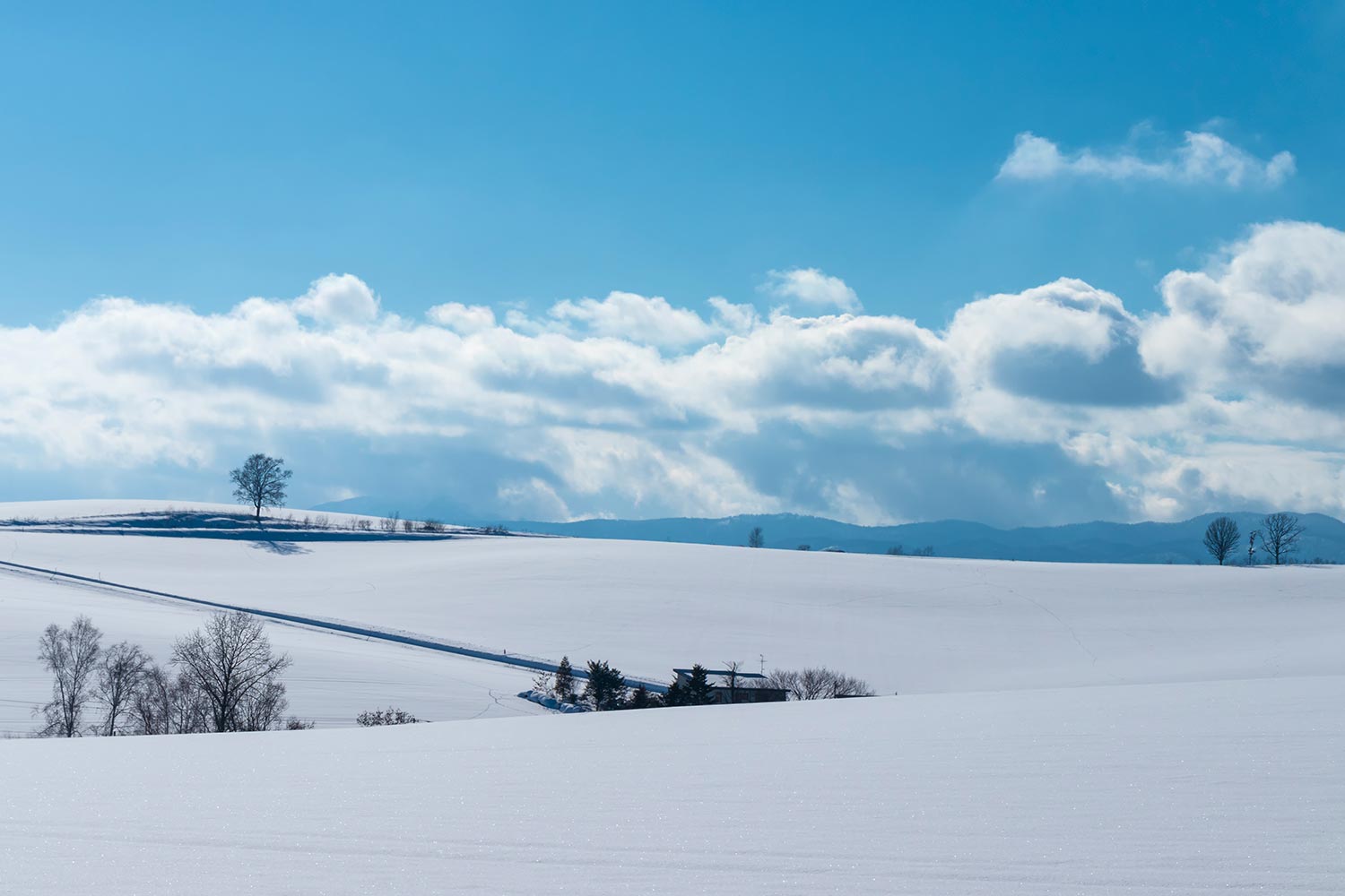 [진에어 탑승객 전용] 일본 북해도 삿포로 출발 비에이 버스 투어 그리고 무료 사진 촬영