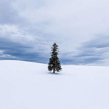[진에어 탑승객 전용] 일본 북해도 삿포로 출발 비에이 버스 투어 그리고 무료 사진 촬영